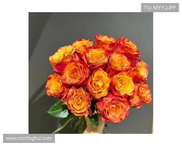 当玫瑰悄然绽放：一场关于爱与美的生命赞歌